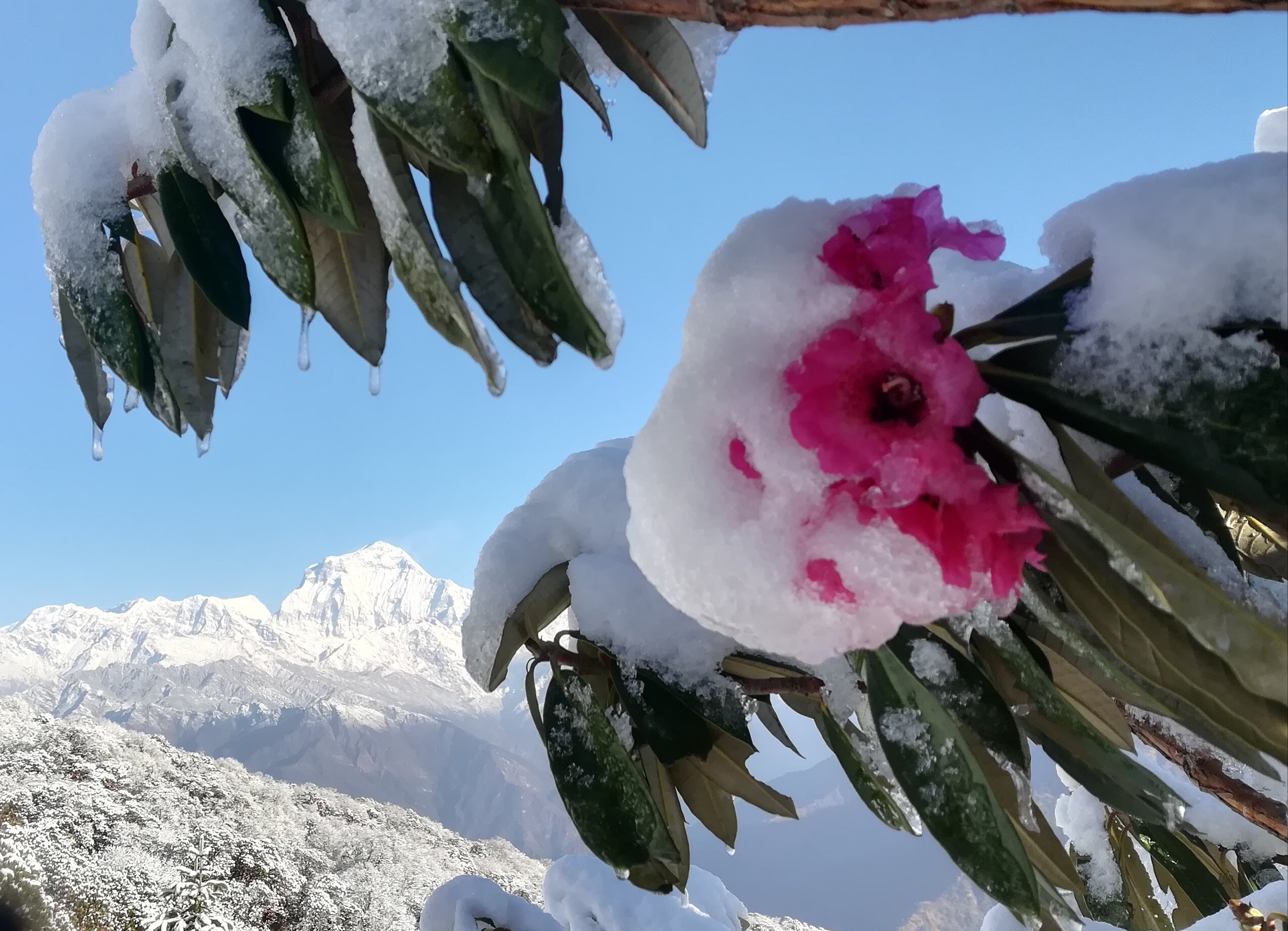 Rhododendron Poon Hill Nepal