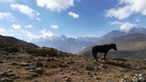 Mustang horse Annapurna circuit